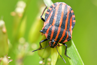 Graphosoma lineatum